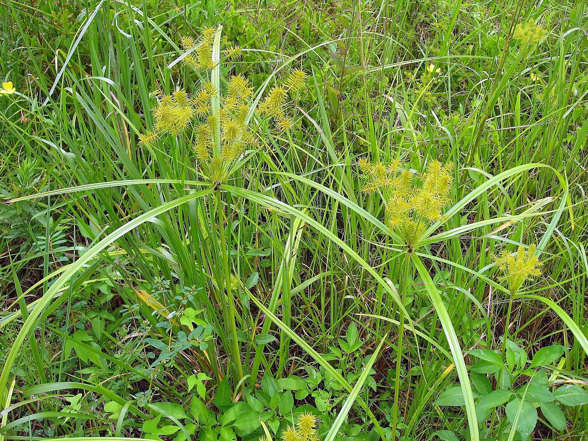 اویارسلام - معرفی علف های هرز